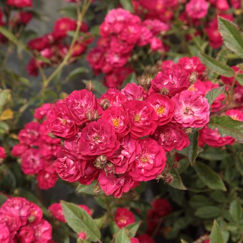 Gärtnerei - Rosa Fairy Dance - rot - polyantharosen - diskret duftend - Harkness & Co. Ltd - Üppig, gruppenweise blühend, an einem Stiel sogar 20-30 durchgehend blühende Blüten in verschiedenen Stadien. Gruppenweise gepflanzt geeignet als Randdekoration.